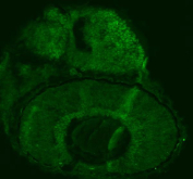Immunofluorescent staining of FFPE zebrafish embryo tissue with Zebrafish Fhl2 antibody (green). HIER: steam section in pH8 EDTA buffer for 20 min.