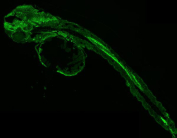 Immunofluorescent staining of FFPE zebrafish embryo tissue with Zebrafish Fhl2 antibody (green). HIER: steam section in pH8 EDTA buffer for 20 min.