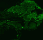Immunofluorescent staining of FFPE zebrafish embryo tissue with Zebrafish Fhl2 antibody (green). HIER: steam section in pH8 EDTA buffer for 20 min.