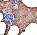 Immunohistochemical analysis of Hook3 protein using Zebrafish Hook3 antibody and paraffin-embedded zebrafish pancreas tissue. HIER: boil tissue sections in pH8 EDTA for 20 min and allow to cool before testing.