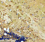 Immunohistochemical analysis of Hook3 protein using Zebrafish Hook3 antibody and paraffin-embedded zebrafish brain tissue. HIER: boil tissue sections in pH8 EDTA for 20 min and allow to cool before testing.