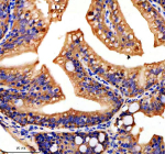 Immunohistochemical analysis of Hook3 protein using Zebrafish Hook3 antibody and paraffin-embedded zebrafish colon tissue. HIER: boil tissue sections in pH8 EDTA for 20 min and allow to cool before testing.