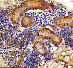 Immunohistochemical analysis of Hook3 protein using Zebrafish Hook3 antibody and paraffin-embedded zebrafish kidney tissue. HIER: boil tissue sections in pH8 EDTA for 20 min and allow to cool before testing.
