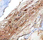 Immunohistochemical analysis of Hs2st1a/b protein using Zebrafish Hs2st1 antibody and paraffin-embedded zebrafish spinal cord tissue. HIER: boil tissue sections in pH8 EDTA for 20 min and allow to cool before testing.