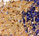 Immunohistochemical analysis of Hs2st1a/b protein using Zebrafish Hs2st1 antibody and paraffin-embedded zebrafish brain tissue. HIER: boil tissue sections in pH8 EDTA for 20 min and allow to cool before testing.