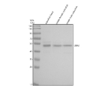 Western blot analysis of Uba3 protein using Zebrafish Uba3 antibody and 1) zebrafish head, 2) whole female zebrafish and 3) whole male zebrafish tissue lysate. Predicted molecular weight ~52 kDa.