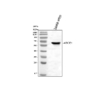 Western blot analysis of Zebrafish ATP binding cassette E1 protein using Zebrafish ATP binding cassette E1 antibody and zebrafish embryo tissue lysate. Predicted molecular weight ~67 kDa.
