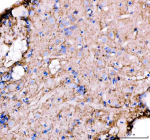 Immunohistochemical analysis of Glula/b protein using Zebrafish Glutamine synthetase antibody and paraffin-embedded zebrafish brain tissue. HIER: boil tissue sections in pH8 EDTA for 20 min and allow to cool before testing.