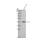 Western blot analysis of Glula/b protein using Zebrafish Glutamine synthetase antibody and zebrafish head tissue lysate. The predicted molecular weight of GLULa/b is ~42 kDa.
