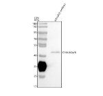 Western blot analysis of DNAJA2a/b protein using Zebrafish Dnaja2 antibody and zebrafish embryo tissue lysate. The predicted molecular weight of DNAJA2a/b is 46 kDa.