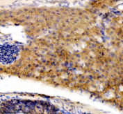 Immunohistochemical analysis of DNAJA2a/b protein using DNAJA2 antibody and paraffin-embedded zebrafish pancreas tissue. HIER: boil tissue sections in pH8 EDTA for 20 min and allow to cool before testing.