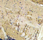 Immunohistochemical analysis of DNAJA2a/b protein using Zebrafish Dnaja2 antibody and paraffin-embedded zebrafish brain tissue. HIER: boil tissue sections in pH8 EDTA for 20 min and allow to cool before testing.