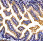 Immunohistochemical analysis of DNAJA2a/b protein using Zebrafish Dnaja2 antibody and paraffin-embedded zebrafish colon tissue. HIER: boil tissue sections in pH8 EDTA for 20 min and allow to cool before testing.