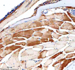 Immunohistochemical analysis of Nampt1 protein using Zebrafish Nampt antibody and paraffin-embedded zebrafish skeletal muscle tissue. HIER: boil tissue sections in pH8 EDTA for 20 min and allow to cool before testing.