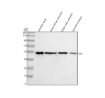 Western blot analysis of Dlst protein using Zebrafish Dlst antibody and 1) zebrafish head, 2) whole female zebrafish, 3) whole male zebrafish and 4) zebrafish embryo tissue lysate. Predicted molecular weight ~49 kDa.