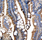 IHC staining of FFPE zebrafish colon tissue with Zebrafish Dlst antibody, HRP secondary and DAB substrate. HIER: boil tissue sections in pH8 EDTA for 20 min and allow to cool before testing.