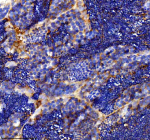 IHC staining of FFPE zebrafish testis tissue with Zebrafish Dlst antibody, HRP secondary and DAB substrate. HIER: boil tissue sections in pH8 EDTA for 20 min and allow to cool before testing.