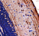 Immunohistochemical analysis of Lonp1 protein using Zebrafish Lonp1 antibody and paraffin-embedded zebrafish brain tissue. HIER: boil tissue sections in pH8 EDTA for 20 min and allow to cool before testing.