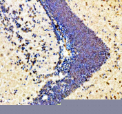 Immunohistochemical analysis of Hmgb1a/b protein using Zebrafish Hmgb1 antibody, HRP secondary and DAB substrate with paraffin-embedded zebrafish brain tissue. HIER: boil tissue sections in pH8 EDTA for 20 min and allow to cool before testing.