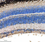 Immunohistochemical analysis of Lsg1 protein using Zebrafish Lsg1 antibody, HPR secondary and DAB substrate with paraffin-embedded zebrafish eye tissue. HIER: boil tissue sections in pH8 EDTA for 20 min and allow to cool before testing.