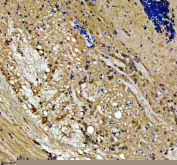 Immunohistochemical analysis of Lsg1 protein using Zebrafish Lsg1 antibody, HPR secondary and DAB substrate with paraffin-embedded zebrafish brain tissue. HIER: boil tissue sections in pH8 EDTA for 20 min and allow to cool before testing.