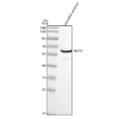 Western blot testing of zebrafish embryo tissue lysate with Zebrafish Hsp60 antibody. Predicted molecular weight ~61 kDa.