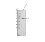 Western blot analysis of Etf1a/b protein using Zebrafish Etf1 antibody and zebrafish embryo tissue lysate. The predicted molecular weight of ETF1a/b is 49 kDa.