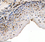 IHC staining of FFPE zebrafish esophagus tissue with Zebrafish Hmgb2 antibody, HRP secondary and DAB substrate. HIER: boil tissue sections in pH8 EDTA for 20 min and allow to cool before testing.