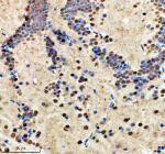 IHC staining of FFPE zebrafish brain tissue with Zebrafish Hmgb2 antibody, HRP secondary and DAB substrate. HIER: boil tissue sections in pH8 EDTA for 20 min and allow to cool before testing.