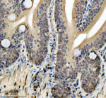 IHC staining of FFPE zebrafish colon tissue with Zebrafish Hmgb2 antibody, HRP secondary and DAB substrate. HIER: boil tissue sections in pH8 EDTA for 20 min and allow to cool before testing.