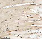 IHC staining of FFPE zebrafish muscle tissue with Zebrafish Hmgb2 antibody, HRP secondary and DAB substrate. HIER: boil tissue sections in pH8 EDTA for 20 min and allow to cool before testing.