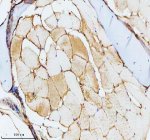 IHC staining of FFPE zebrafish skeletal muscle tissue with Zebrafish Cct4 antibody, HRP secondary and DAB substrate. HIER: boil tissue sections in pH8 EDTA for 20 min and allow to cool before testing.