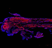 Immunofluorescent staining of FFPE zebrafish embryo tissue with Zebrafish Cct4 antibody (red) and DAPI nuclear stain (blue). HIER: steam section in pH8 EDTA buffer for 20 min.