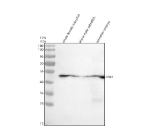 Western blot analysis of Yb-1 protein using Zebrafish Yb-1 antibody and 1) whole female zebrafish, 2) whole male zebrafish and 3) zebrafish embryo tissue lysate. Predicted molecular weight ~35 kDa.