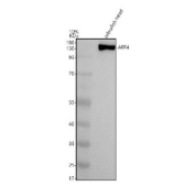 Western blot analysis of Aff4 protein using Zebrafish Aff4 antibody and zebrafish head tissue lysate. Predicted molecular weight ~118 kDa, commonly observed at 140-150 kDa. (human similarity)
