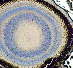 IHC staining of zebrafish Bdnf protein using Zebrafish Bdnf antibody, HRP-labeled secondary and DAB substrate. Bdnf was detected in a paraffin-embedded section of zebrafish eye tissue. HIER: boil tissue sections in pH8 EDTA for 20 min and allow to cool before testing.