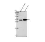 Western blot analysis of Bdnf protein using Zebrafish Bdnf antibody and 1) whole female zebrafish tissue lysates and 2) zebrafish embryo tissue lysates. Predicted molecular weight ~30 kDa.