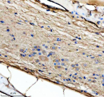 IHC staining of zebrafish Bdnf protein using Zebrafish Bdnf antibody, HRP-labeled secondary and DAB substrate. Bdnf was detected in a paraffin-embedded section of zebrafish spinal cord tissue. HIER: boil tissue sections in pH8 EDTA for 20 min and allow to cool before testing.