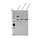 Western blot analysis of Etv4 protein using Zebrafish Etv4 antibody and 1) zebrafish head, 2) whole female zebrafish and 3) whole male zebrafish lysate. Predicted molecular weight ~55 kDa.