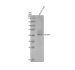 Western blot analysis of Tgfb1 protein using Zebrafish Tgfb1 antibody and zebrafish head tissue lysates. Predicted molecular weight ~43 kDa.