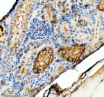 IHC staining of zebrafish Tgfb1 protein using Zebrafish Tgfb1 antibody, HRP-labeled secondary and DAB substrate. Tgfb1 was detected in a paraffin-embedded section of zebrafish kidney tissue. HIER: boil tissue sections in pH8 EDTA for 20 min and allow to cool before testing.