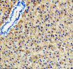 IHC staining of zebrafish Tgfb1 protein using Zebrafish Tgfb1 antibody, HRP-labeled secondary and DAB substrate. Tgfb1 was detected in a paraffin-embedded section of zebrafish liver tissue. HIER: boil tissue sections in pH8 EDTA for 20 min and allow to cool before testing.