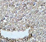 IHC staining of FFPE zebrafish ovary tissue with Zebrafish Fshb antibody, HRP-labeled secondary and DAB substrate. HIER: boil tissue sections in pH8 EDTA for 20 min and allow to cool before testing.