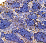IHC staining of FFPE zebrafish testis tissue with Zebrafish Fshb antibody, HRP-labeled secondary and DAB substrate. HIER: boil tissue sections in pH8 EDTA for 20 min and allow to cool before testing.