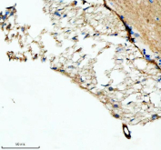 IHC staining of FFPE zebrafish hypophysis tissue with Zebrafish Fshb antibody, HRP-labeled secondary and DAB substrate. HIER: boil tissue sections in pH8 EDTA for 20 min and allow to cool before testing.