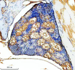 IHC staining of FFPE zebrafish kidney tissue with Zebrafish Hmox1a antibody, HRP-labeled secondary and DAB substrate. HIER: boil tissue sections in pH8 EDTA for 20 min and allow to cool before testing.