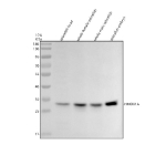 Western blot analysis of Hmox1a protein using Zebrafish Hmox1a antibody and 1) zebrafish head, 2) whole female zebrafish, 3) whole male zebrafish and 4) zebrafish embryo tissue lysate. Predicted molecular weight ~30 kDa.