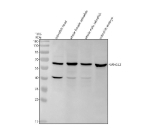 Western blot analysis of Vangl2 protein using Zebrafish Vangl2 antibody and 1) zebrafish head, 2) whole female zebrafish, 3) whole male zebrafish and 4) zebrafish embryo tissue lysate. Predicted molecular weight ~60 kDa.