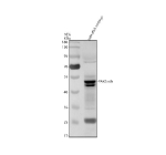 Western blot analysis of Pax6 protein using Zebrafish Pax6 antibody and zebrafish embryo tissue lysates. Predicted molecular weight ~48 kDa.