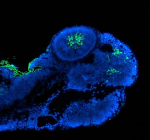 Immunofluorescent staining of PAX6 protein using FFPE zebrafish embryo tissue and Zebrafish Pax6 antibody (green) and DAPI nuclear stain (blue). HIER: steam section in pH8 EDTA buffer for 20 min.